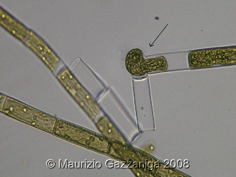 Zoospora di Oedogonium capillare